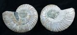 / Inch Polished Ammonite (Pair) #2948-1